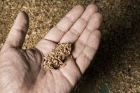 Drying and defatting insect meals: Effects on ruminant nutrition and fermentation